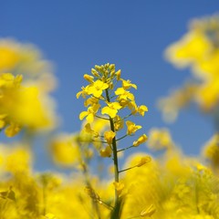 Obraz premium flowering rapeseed canola or colza