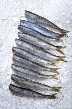 Raw herring without heads on ice offered as top view