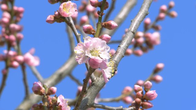 青空と梅の花 アップ