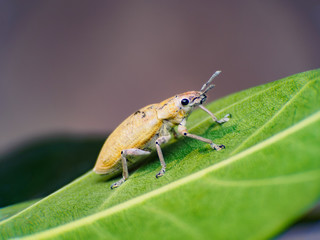 Female Gold Dust Weevil (Arthropoda: Insecta: Coleoptera: Curculionidae: Entiminae: Tanymecini:...