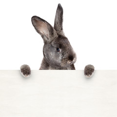 Osterhase