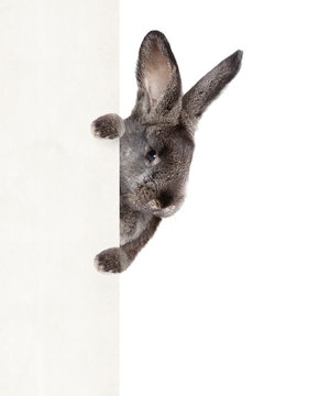 Osterhase
