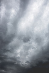 Swallows flying up in front of a dramatic grey sky with clouds