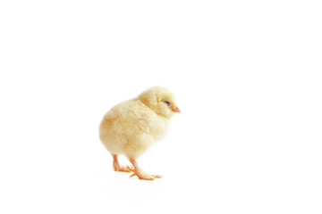 Ostern Küken Motiv