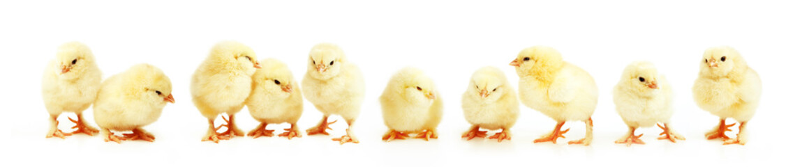 Ostern Küken Motiv
