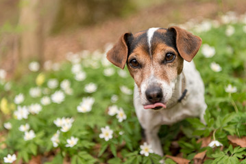 little cute dog stands in the spring surrounded by flowers - Jack Russell Terrier Hound