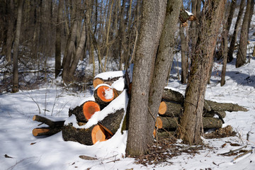 Heap of felled wood in the forest