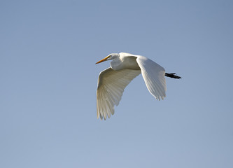 Great Egret (Ardea alba) in flight, Chapala, Jalisco, Mexico