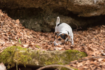 Dog follows a trail - Jack Russell Terrier  Hound 10 years old, hair style smooth