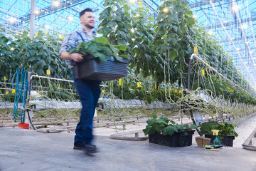 Blurred motion image of plantation worker carrying box of seedling walking past vegetable bed  rows in greenhouse of modern industrial farm, copy space