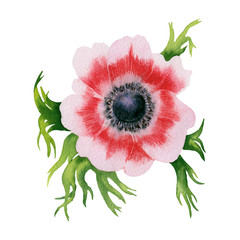 White red vintage anemone flowers isolated on white background. Floral isolated element for wedding, invitation, greeting cards. Watercolor illustration - 197107929