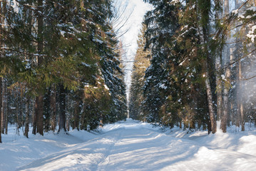 View of a snow-covered path and trees in a winter park