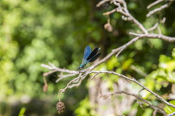 Blue dragonfly peacefully resting on a leaf
