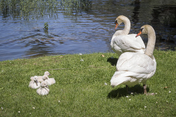 family of swans with little baby chicks on the bank of a lake