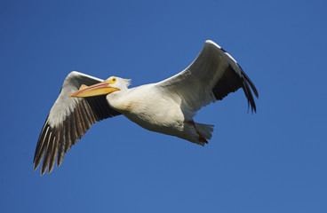 American White Pelican (Pelecanus erythrorhynchos) flying above of Lake Chapala, Jocotopec, Jalisco, Mexico