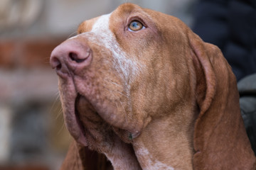 The head of an italian bracco
