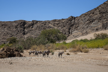Fototapeta na wymiar A herd of oryx in a remote erea on the edge of Kaokoveld and Skeleton Coast in Namibia