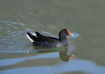 Common Gallinule (Gallinula galeata) swimming along edge of Lake Chapala, Ajijic, Jalisco, Mexico