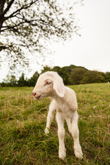 ein Tag altes Lamm auf der Wiese