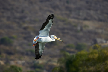 American White Pelican (Pelecanus erythrorhynchos) flying above of Lake Chapala, Jocotopec, Jalisco, Mexico