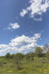 Fototapeta premium Countryside landscape at spring with field and mountain in the background and blue sky and fluffy white clouds, Croatia