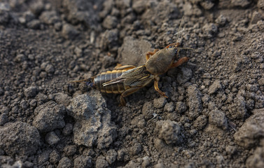  harmful insect, agricultural pest. pest control.