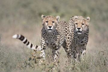 Wild free cheetahs walking