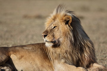 African lion portrait in the wild