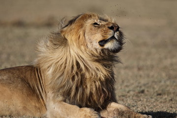 Fototapeta premium Portret lwa afrykańskiego na wolności