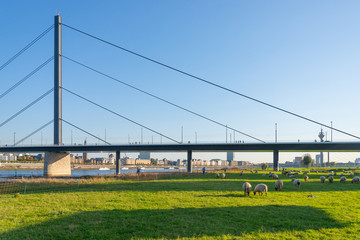Sheep and Lamb live alongside Rhine river with cityscape behind the bridge in D&uuml;sseldorf, Germany