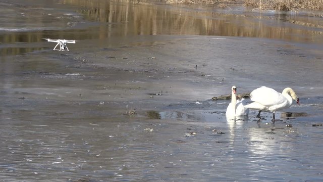 Drone filming  pair white swans Cygnus olor  on spring river ice