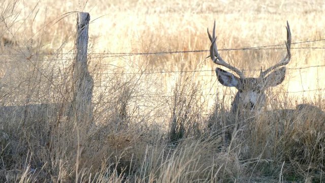 A huge mule deer buck resting in the tall grass in a cool morning