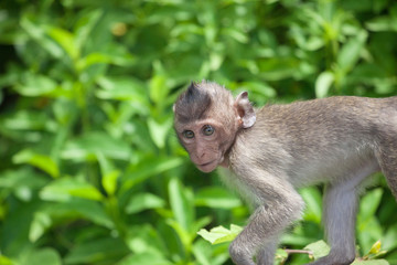 可愛いサル