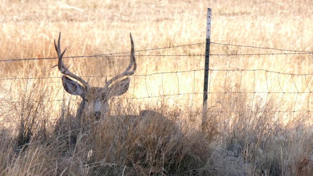 A large mule deer buck resting in the tall grass in morning