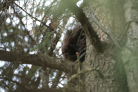 Porcupine sitting in forest Alaska