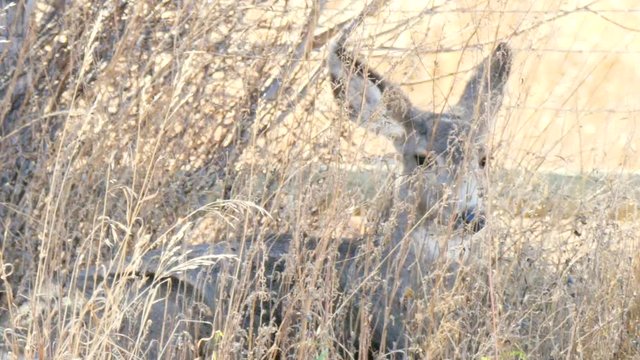 A small mule deer doe resting in tall grass in a cool morning