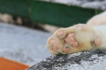 Close up the paw of cat