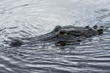 Fototapeta premium Classic Florida Everglades Alligator