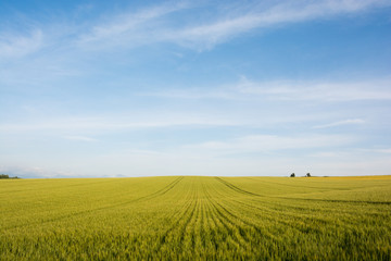 Obraz premium 緑のムギ畑