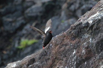 Pigeon Guillemot , Oregon Coast USA