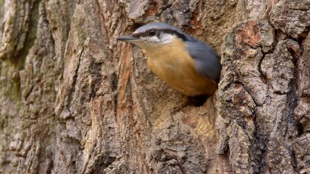 Eurasian nuthatch (Sitta europaea) at nesting cavity