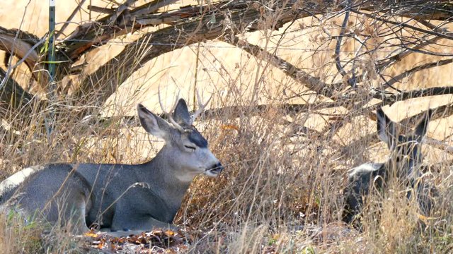 Small mule deer doe resting in the tall grass in a cool morning