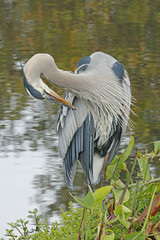 Breeding adult Great Blue Heron (Ardea herodias) preening feathers