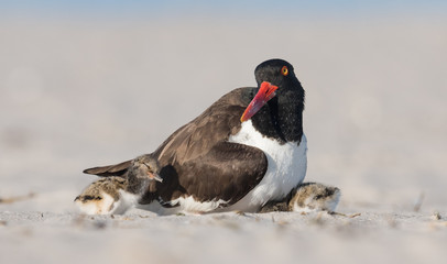 American Oystercatcher 