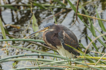 Juvenile Tricolored Heron (Egretta tricolor), in brush, standing upright with long kneck