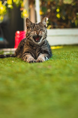 Sneezing or Yawning? 