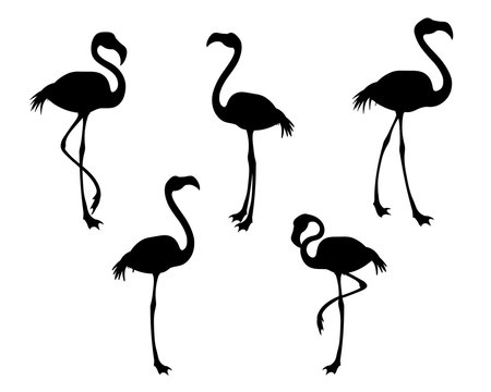 Flamingo bird black silhouettes
