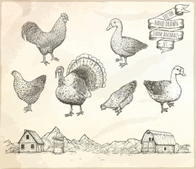 Fototapeta na wymiar Collection of farm poultry.