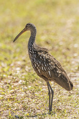  Adult Limpkin (Aramus guarauna) in Florida marshland.