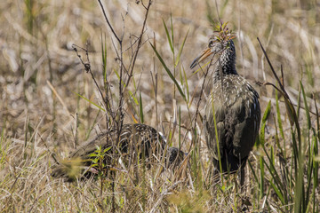  Adult and juvenile Limpkins (Aramus guarauna) in Florida marshland.